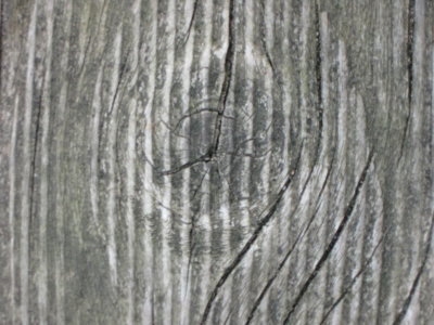Holzstruktur-Auge.jpg